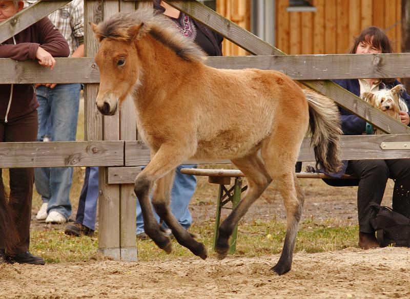 Gina von Heidmoor e.jpg